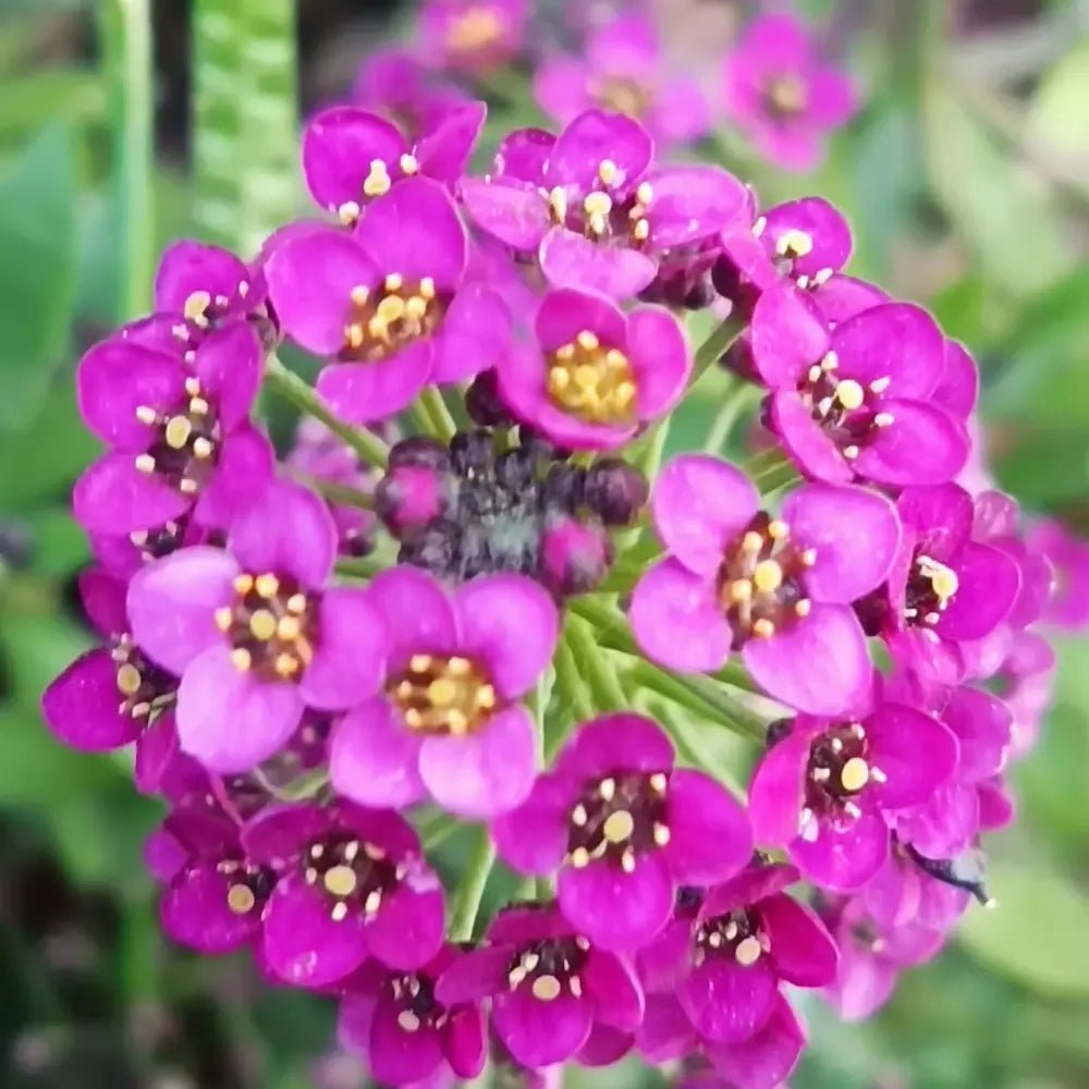 Magenta Silene Pendula Catchfly Seeds - Verdseeds